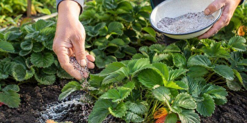 Чим підживити полуницю у вересні